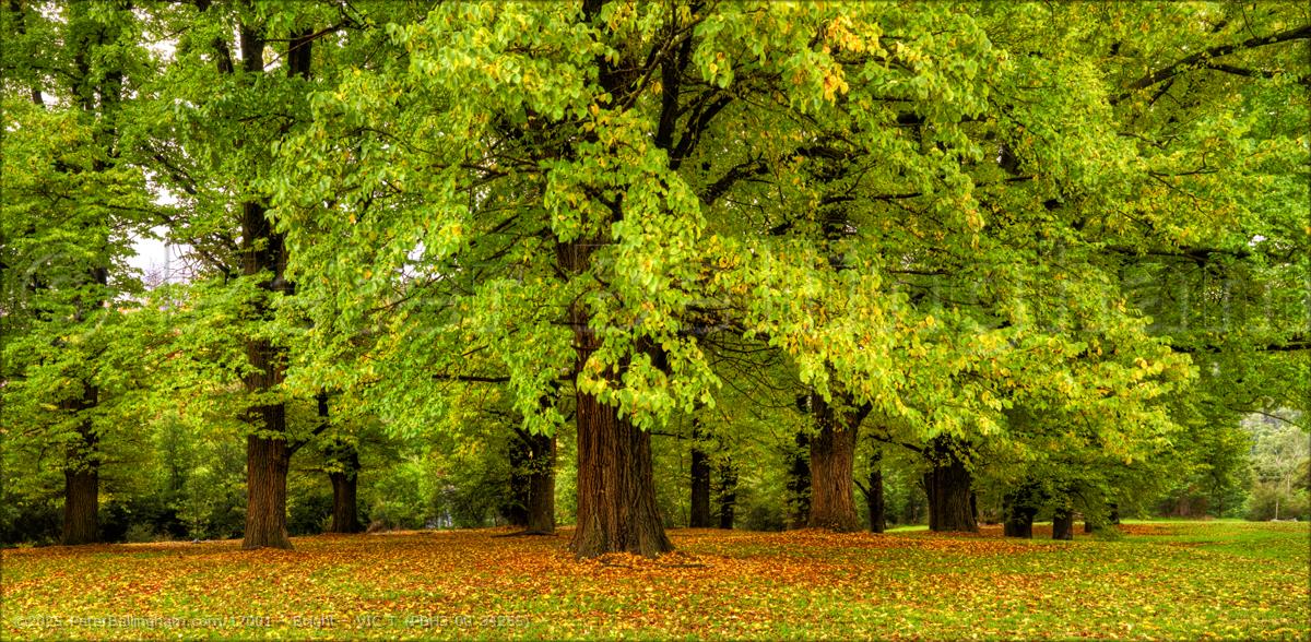 Peter Bellingham Photography Bright - VIC T (PBH3 00 34255)